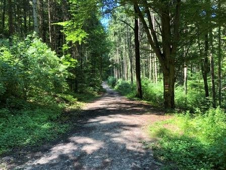 Einer der vielen Wanderwege startet beim Dechantteich und führt zum Lipizzaner Gestüt nach Piber