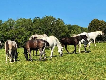 Lipizzaner Mutterstuten mit ihren Fohlen, die erst nach vier bis zehn Jahren ihr typisch weißes Fell bekommen